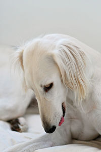 Close-up of dog resting at home