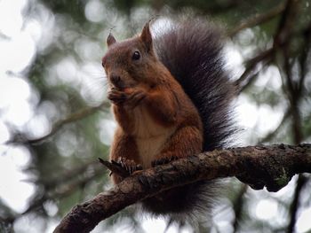 Low angle view of squirrel on tree