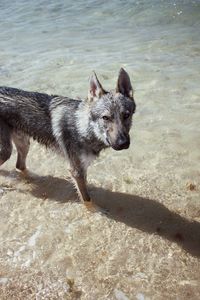 High angle view of dog on beach
