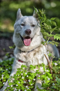 Portrait of dog sticking out tongue on land