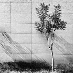 Tree growing on field