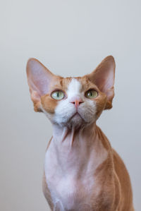 Close-up portrait of a cat against white background