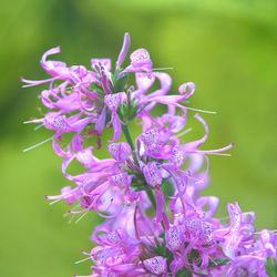 Close-up of purple flowers