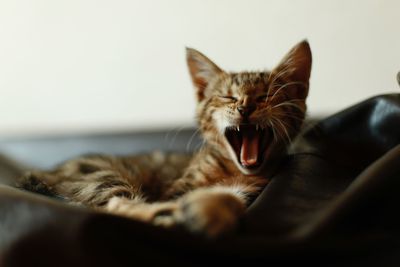 Cat yawning