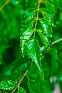 Close-up of green leaves