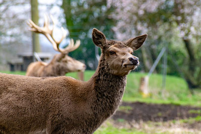 Female red deer, cervus elaphus, with male stag in background