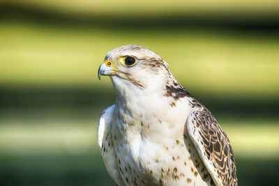 Close-up of eagle against blurred background