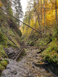 Footpath amidst trees in forest during autumn