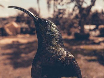 Close-up of a bird