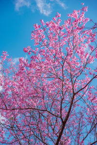 Low angle view of pink flowering tree against sky