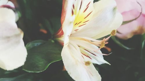 Close-up of day lily