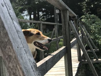 Dog sitting on wooden fence