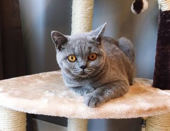 domestic cat