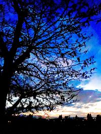 Low angle view of trees against sky