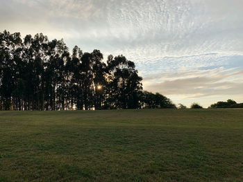 Trees on field against sky