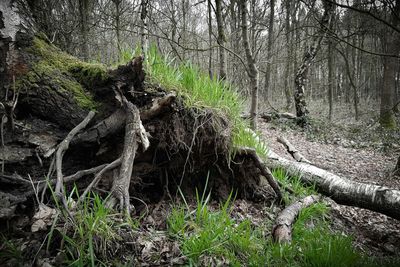 Trees in forest