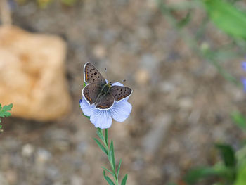 Close-up of butterfly pollinating on flower