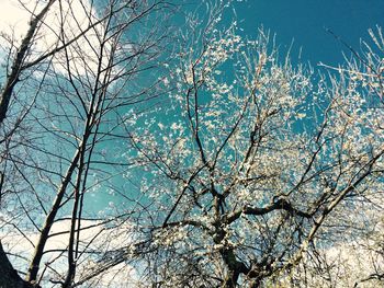 Low angle view of cherry tree against blue sky