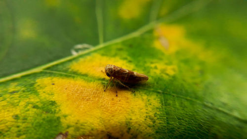 Close-up of insect on leaf