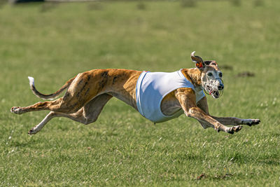 View of a dog running on field