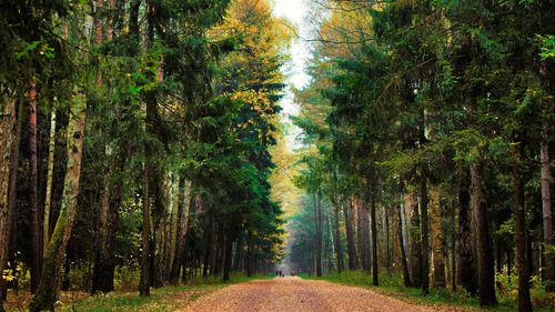 Road amidst trees in forest