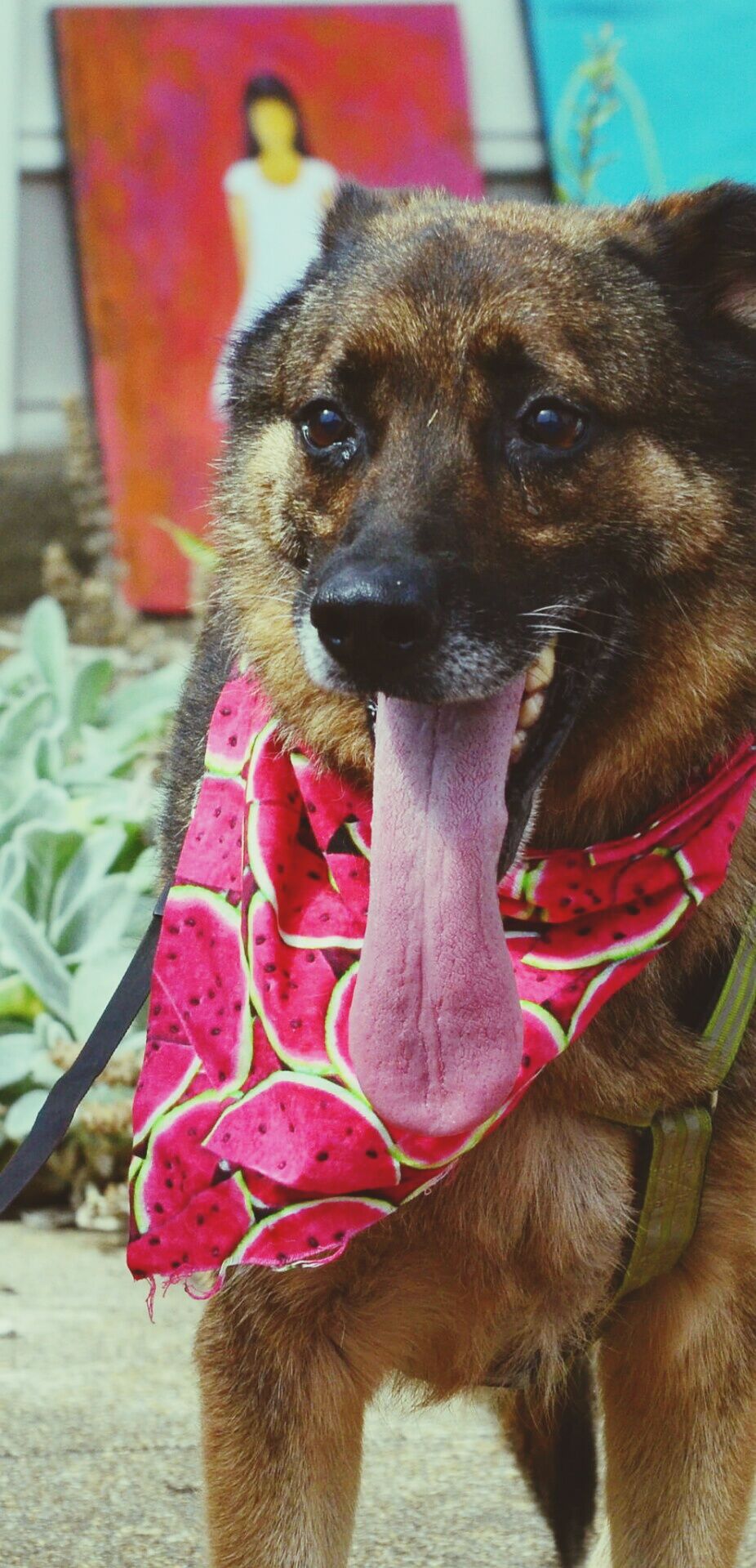 Watermelon festival