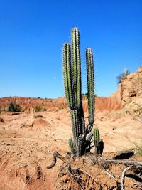 Cactus growing in desert against blue sky