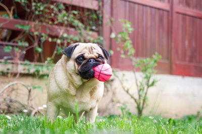 Portrait of a dog on field