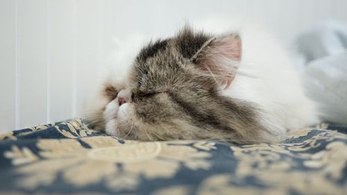 Close-up of cat sleeping on bed