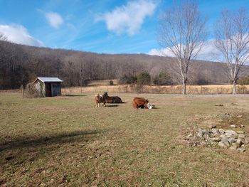 Horses in a field