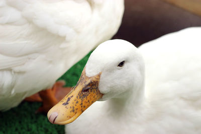 Close-up of ducks on field