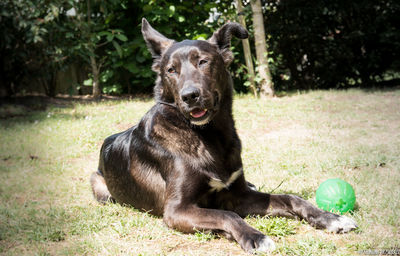 Portrait of dog sitting on field