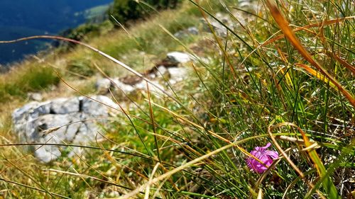 Close-up of flowers on field