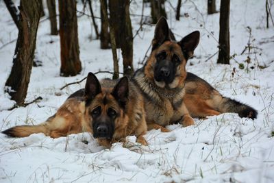 Dog lying on snow field