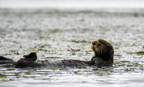 Resting sea otter