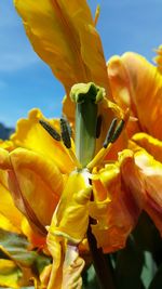 Close-up of yellow flower