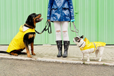 Dogs walking on street