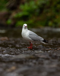 Close-up of seagull perching