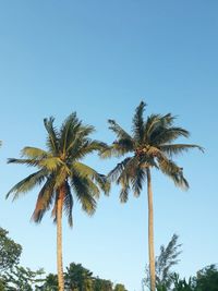 Low angle view of coconut palm tree against clear blue sky