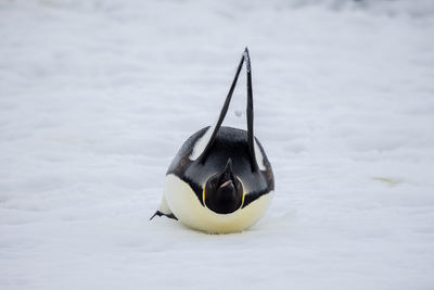 Close-up of penguin on snow