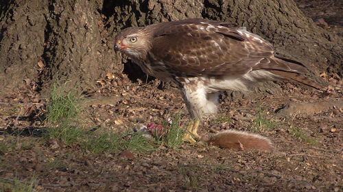 Bird on tree stump