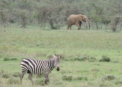 Elephant and zebra on field