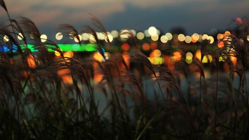 Close-up of illuminated plants against sky at night