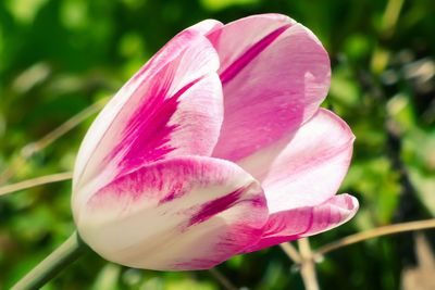 Close-up of pink flower