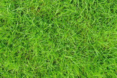 Full frame shot of green grass