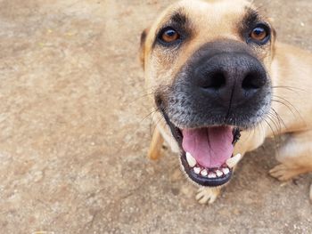 Close-up portrait of dog