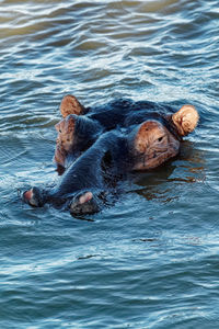 High angle view of turtle in lake