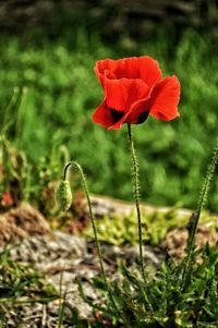 Close-up of red poppy flower in field