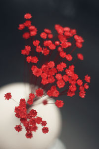 Close-up of red flowers