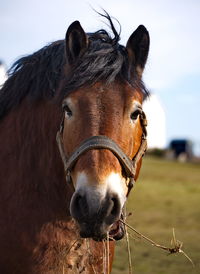 Portrait of horse grazing against sky